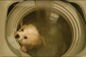 Der Hund in der Waschmaschine. Polizei ermittelt gegen Facebook-Nutzer