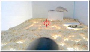 Jeder darf diese ‪‎Ratte‬ erschießen. Anonymes töten im Internetzeitalter möglich?