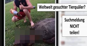 Tierquäler in Deutschland gesucht? Die Wahrheit zur geköpften Schildkröte!