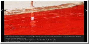 Weltweit färben sich Gewässer rot! Naht nun die Apokalypse?
