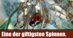 Dornfinger: Eine der giftigsten Spinnen.