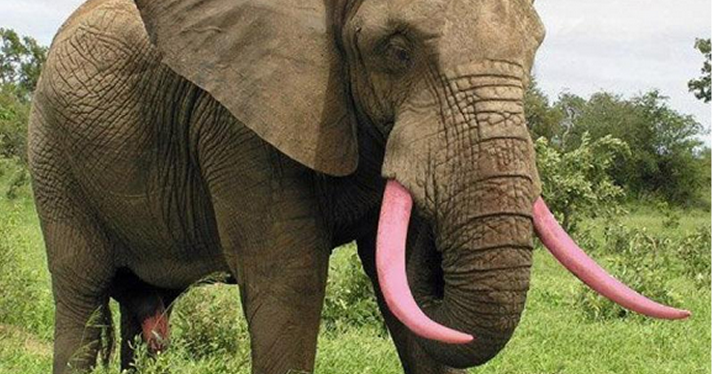 Stimmt das? “Die nehmen die gleiche Farbe wie für Geldscheine, um Elefanten die Stoßzähne anzumalen.”