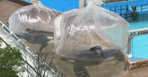 Orcas in Plastikbeuteln?