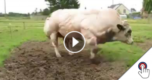 Bodybuilder-Kühe durch gentechnisch modifiziertes Futter?