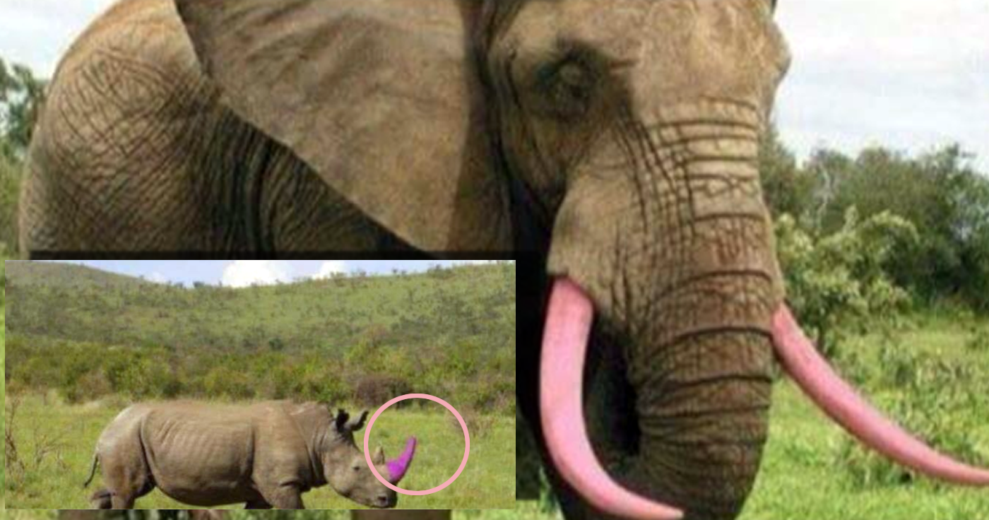 Elefanten und Nashörner mit pinken Stoßzähnen?