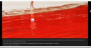 Wereldwijd kleurt het water rood! Is het einde van de wereld nabij?