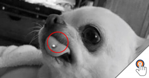 Laat een vrouw haar hond piercen?