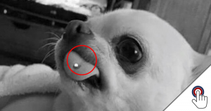 Verpasst eine Frau ihrem Hund ein Piercing?
