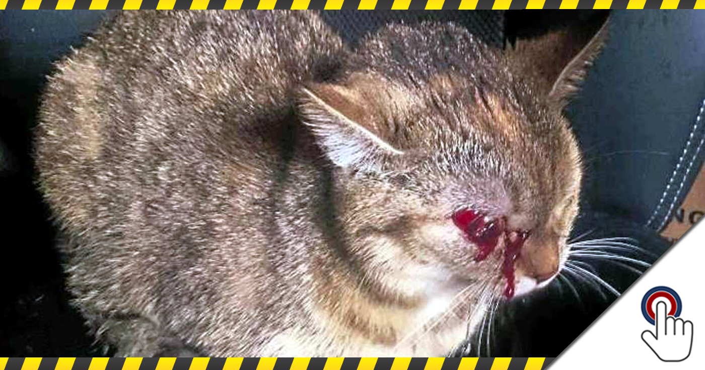 Blaulicht vom 10. August: Tierquäler schießt Katze Auge aus