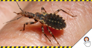 Dodelijke insecten: Ren voor je leven – run for your life