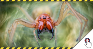 Gefährliche Giftspinnen überrennen Berlin