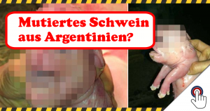 Monsantos Rache – ein Mutantenschwein in Argentinien?