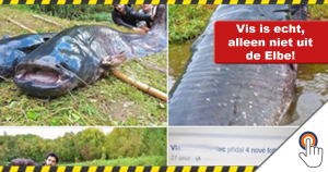 Wat een kanjer: Reuzenvis in de Elbe gevangen?