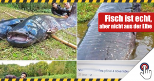 Was ein Oschi: Riesenfisch in der Elbe gefangen?