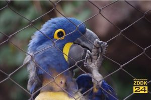Kaarst: Papagei täuscht Notlage vor