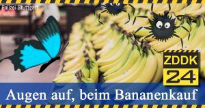 Polizei Stuttgart entwarnt vor Giftspinnenkokons auf Bananen