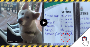 Klingt unglaubwürdig, stimmt aber: Wasser für Hund kostete 2 Euro