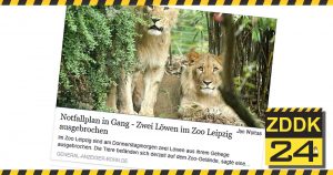 Trauriges Ende für ausgebüxten Löwen im Zoo Leipzig