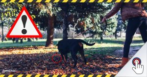Rätselhafte Vergiftungserscheinungen bei fünf Hunden