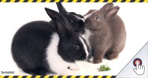 Tierquäler töten Kaninchen und nehmen den Kopf mit