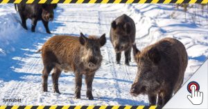 Seuche bei Wildschweinen im Landkreis Göttingen nachgewiesen