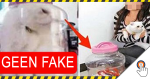 Geen Fake: Een studente stopt haar kat in een glazen pot