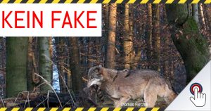 Kein Fake: Foto von Wolf in Hamelns Wäldern echt