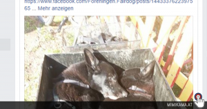 Facebookpost über eingeschläferte Hunde