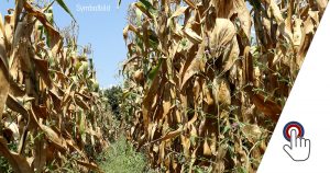 Klimawandel vernichtet Ernten in Afrika massiv