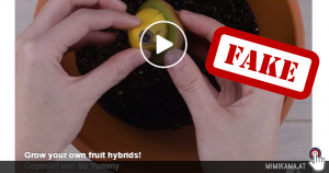 Eigene Fruchtkreuzungen züchten? DIY-Anleitung zum züchten von Kiwi-Bananen