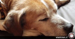 Kein Fake: Hunde starben nach Vergiftung