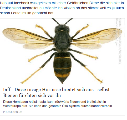 Die riesige Hornisse aus Asien – mimikama.org