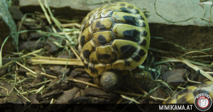 Wertvolle Schildkröten gestohlen – Polizei bittet um Hinweise
