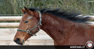 Stute auf Pferdekoppel verletzt – Hinweise für Pferdehalter