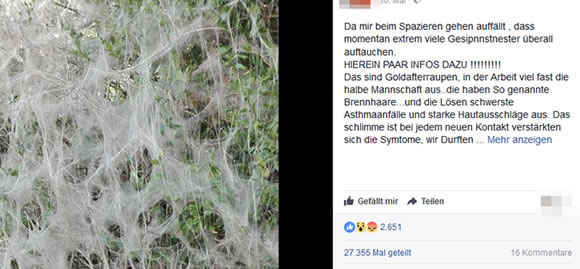 Die Gespinnsternester! Ein bisschen unheimlich ist es schon – mimikama.org