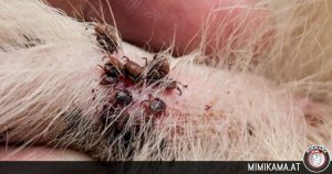 Dodelijke teken besmet honden met hondenmalaria!