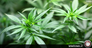 Bei Brand Cannabisaufzuchtanlage entdeckt