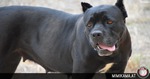 Meldung über angeblichen Kampfhund verängstigt Bevölkerung in Donzdorf