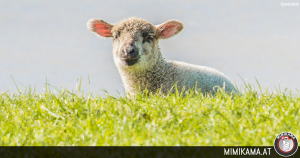 Schaf auf der Weide getötet