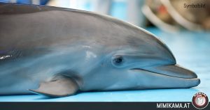Leider kein Fake: Selfie-Fans verursachen Tod von Baby-Delfin