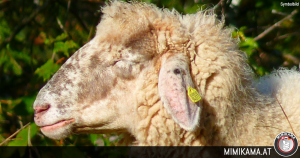 Schaf in Tiergehege getötet