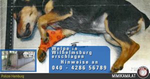 Zeugenaufruf: Hundewelpe erschlagen