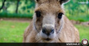 Entlaufenes Känguru sorgt für Polizeieinsatz