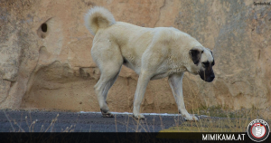 Ausgebüxter Riesenhund sorgte für Stau auf Südwesttangente