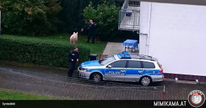 Schwein gehabt – Ein Polizeieinsatz der anderen Art