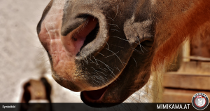 Pferd durch Schnitt verletzt – Tierärztin musste Wunde nähen