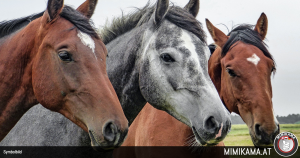 Pferde angegriffen – Wer kann Hinweise geben?