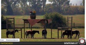 Behörde verweigert Schutzdach für Pferde?