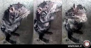 “Ratte” duscht wie ein Mensch?
