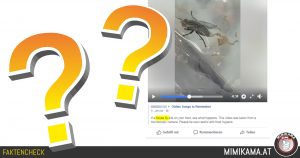 Gebären Stubenfliegen lebende Maden im Essen?